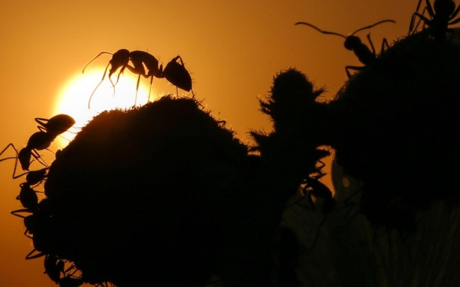 في استراتيجية عسكرية فريدة: النمل يختار العدد على الدرع لبناء قوة جماعية لا تقهر