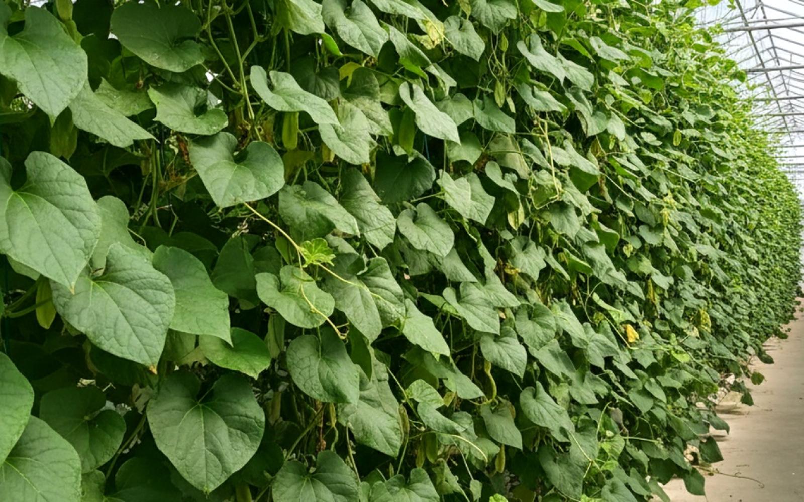 من نبات متسلق إلى كنز اقتصادي: زهرة "بازلاء الفراشة" تقلب حياة مزارعين في الهند