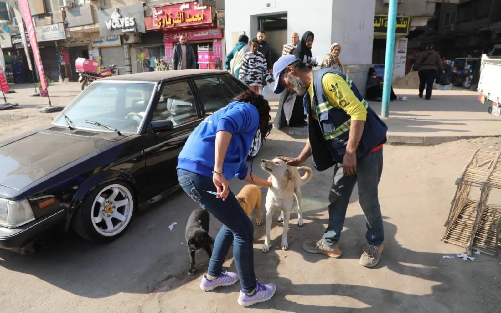 مصر تطلق حملة وطنية واسعة لتعقيم الكلاب الضالة ضمن خطة "خالية من السعار 2030"