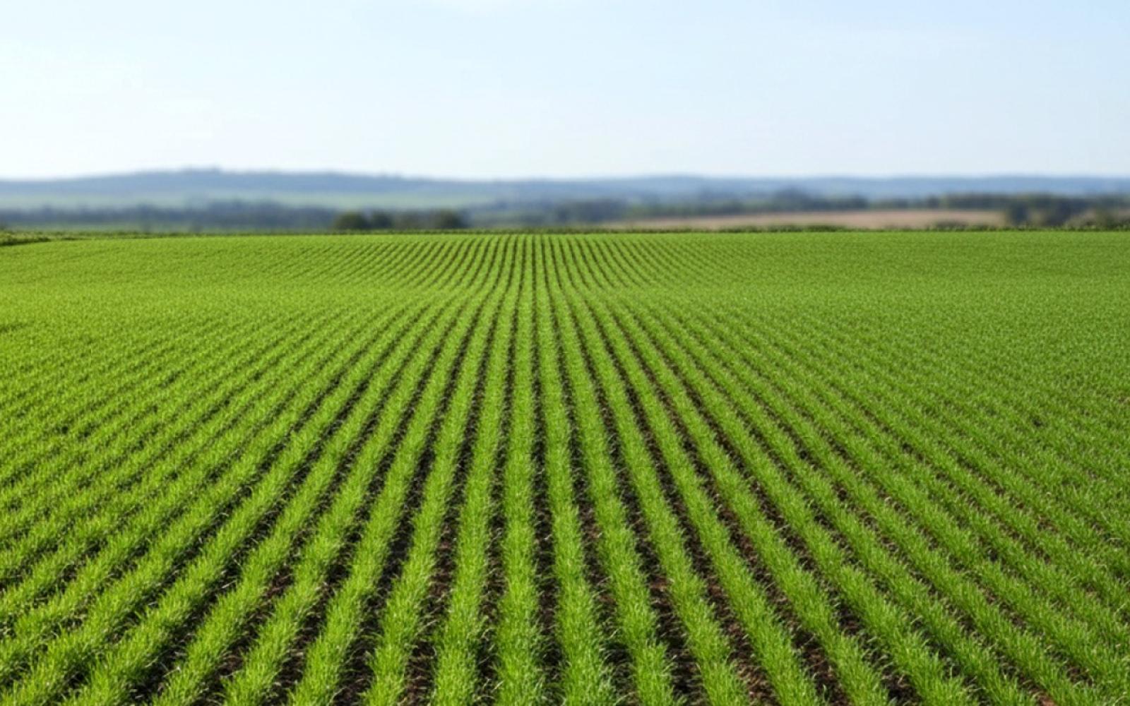 من مرعى أخضر إلى صفوف بيوت إدواردية: حكاية تحول عمراني عبر الزمن