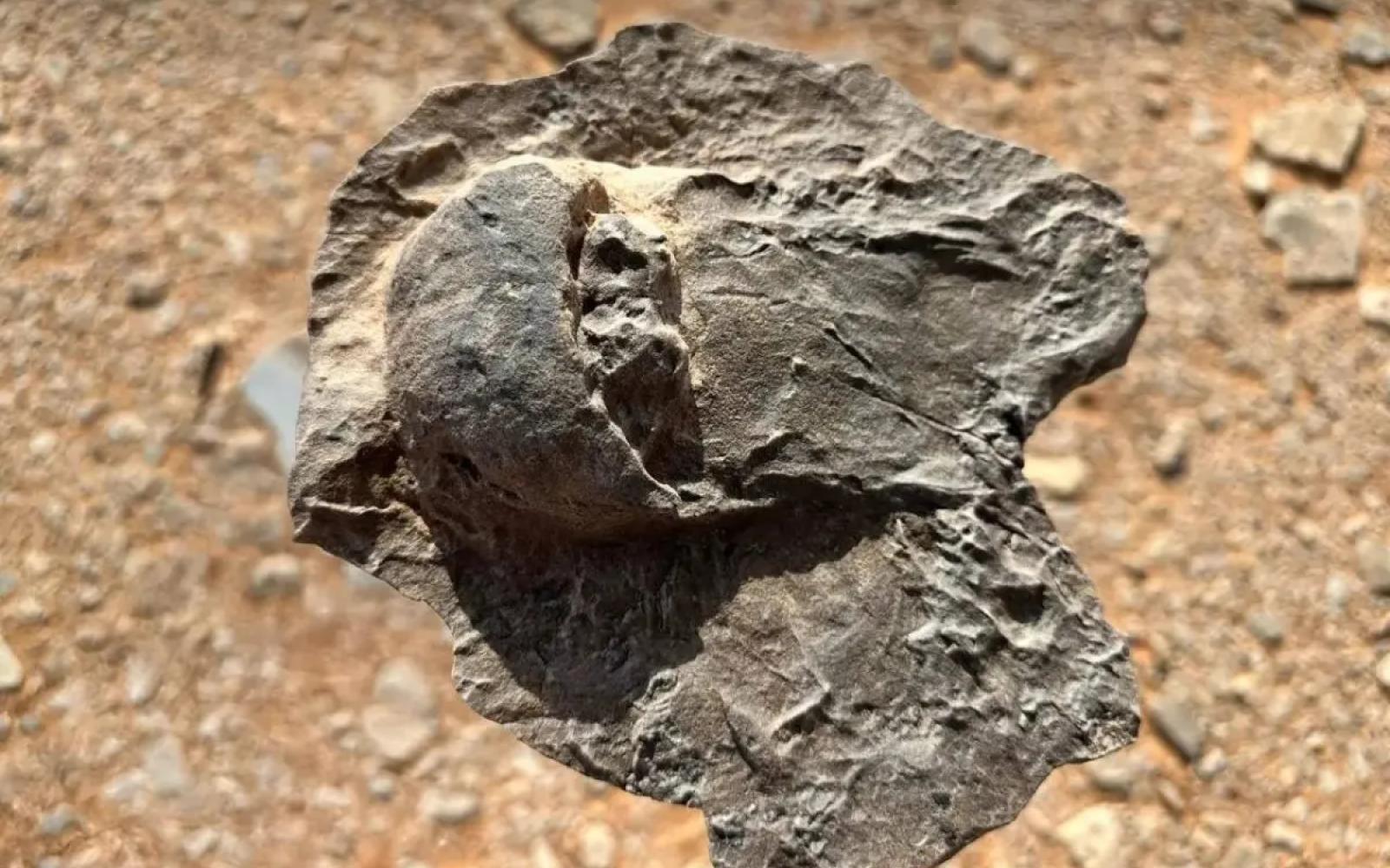 العلا: اكتشاف أحافير نادرة لسرطان حدوة حصان عمرها 465 مليون سنة يعزز مكانتها العلمية