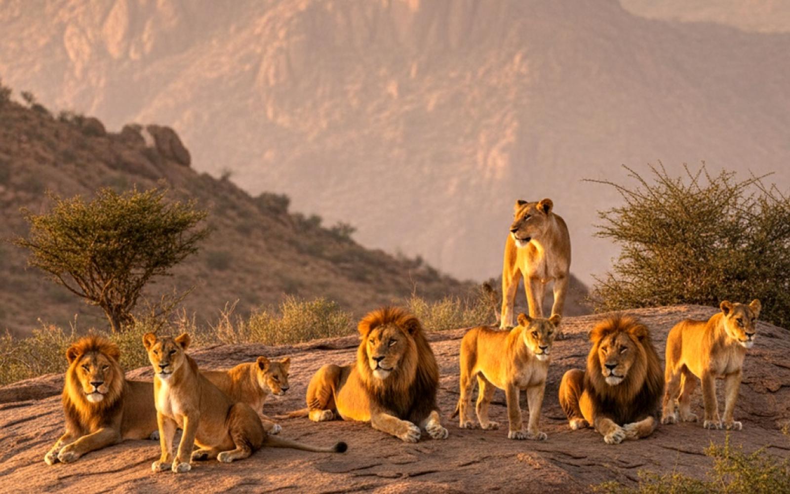 أسود الأطلس تستعد للكاميرون: الركراكي يؤكد جاهزية إيغامان وغموض حول أمرابط