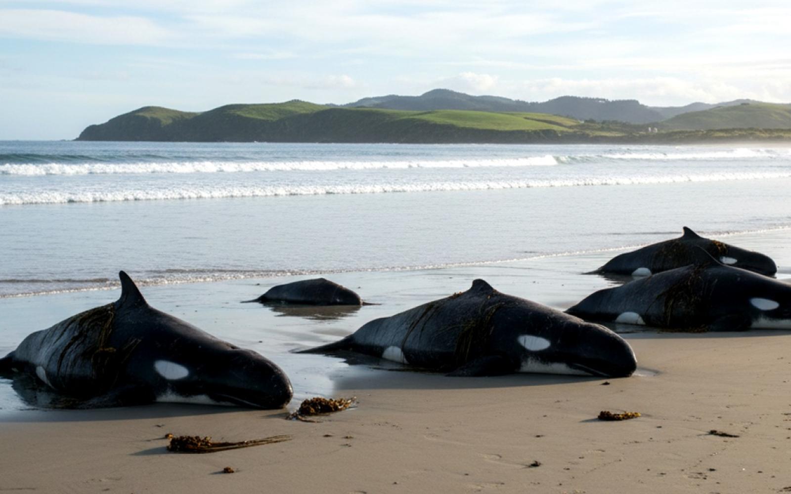 جنوح الحيتان بنيوزيلندا يثير الجدل حول دور النشاط البشري وتهديد الكائنات البحرية