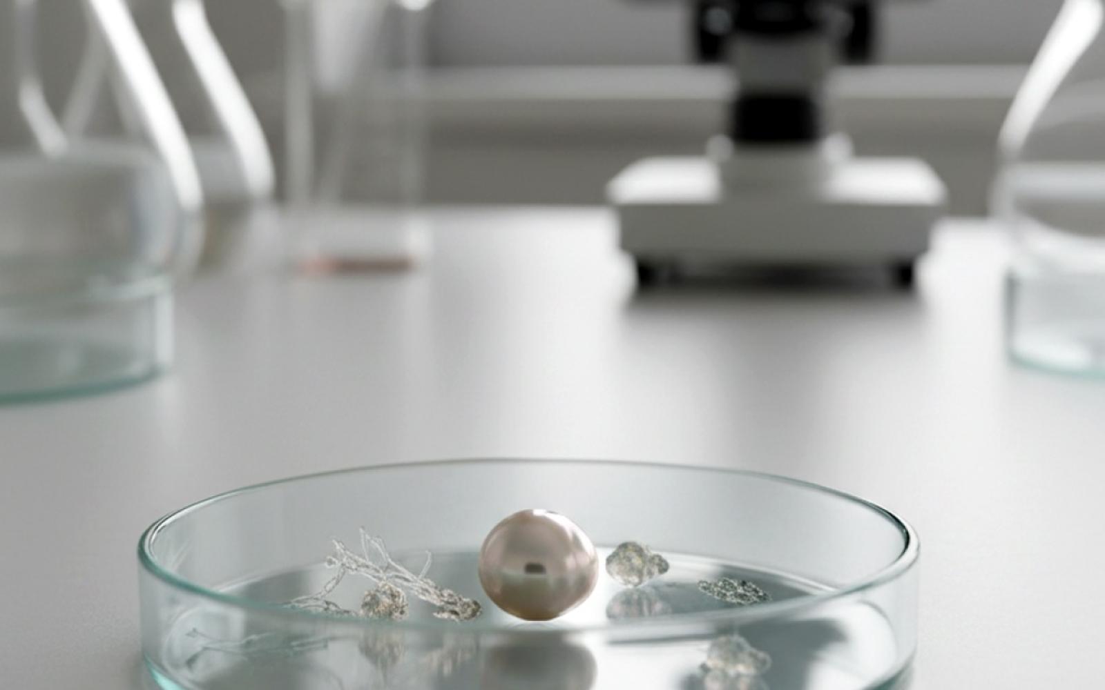 لؤلؤٌ أم طفيليات؟ اكتشاف صادم يكشف حقيقة "عقد العنكبوت" الغامض بالبرازيل