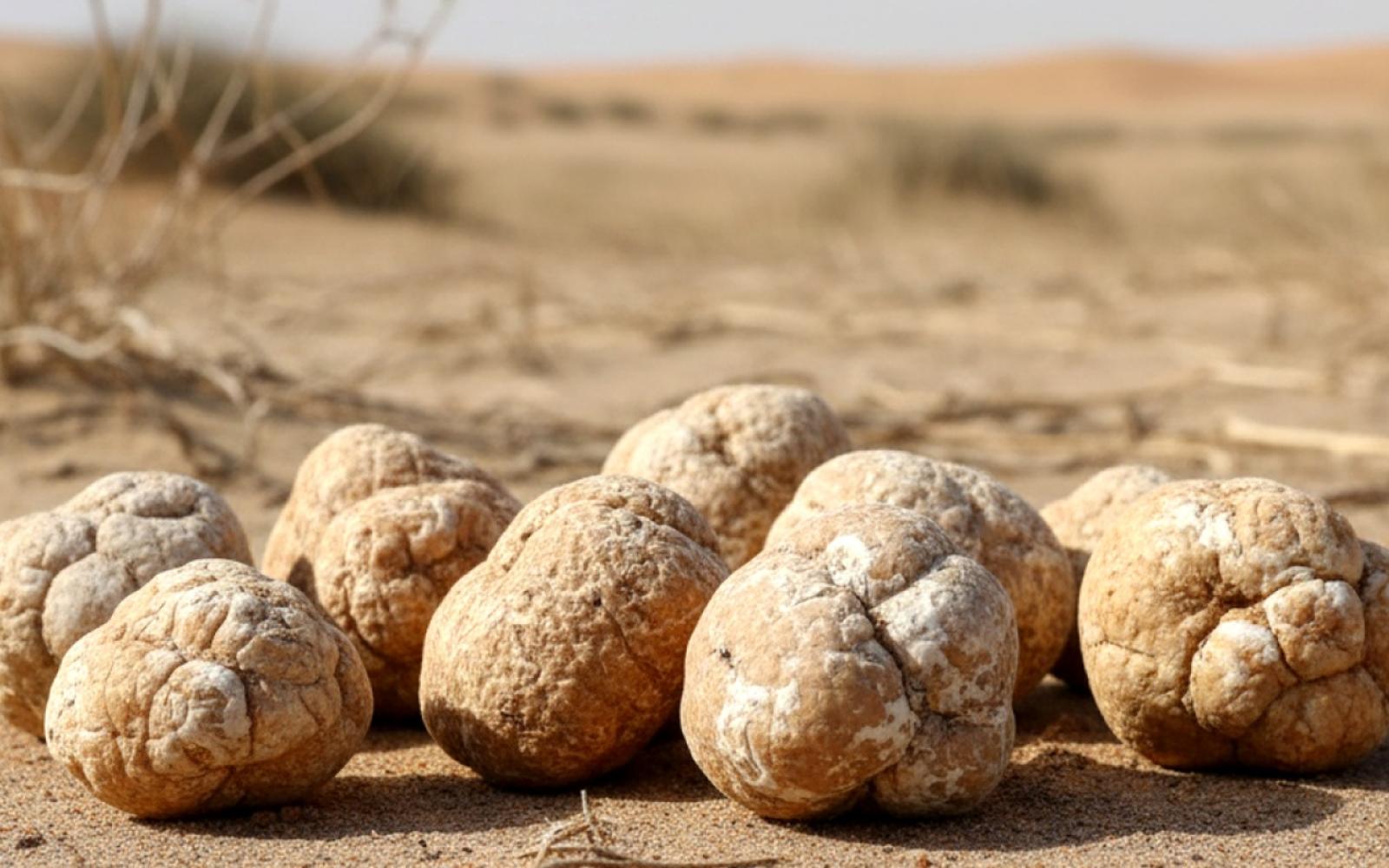 "الفُقع": هدية الشتاء الفلسطيني وطقس متوارث يربط الأجيال بالأرض ويثري المائدة