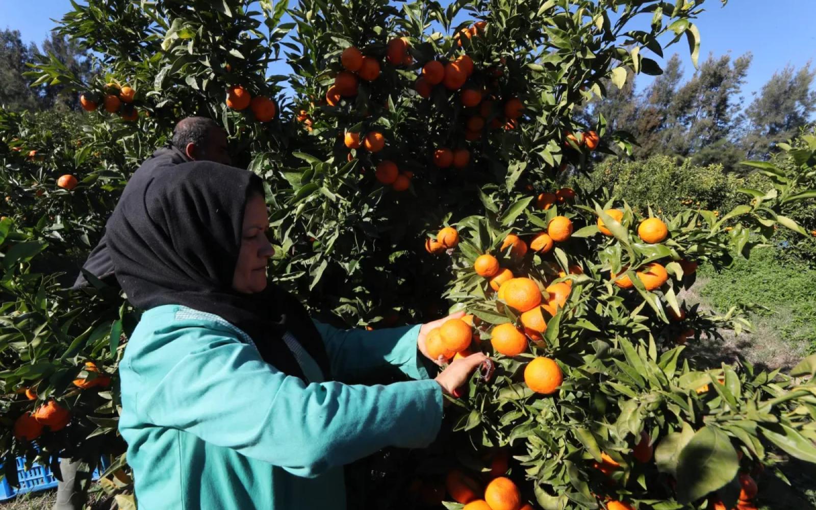 فيتامين د: درع وقائي فعال يعزز المناعة ويحارب الإنفلونزا بنجاح
