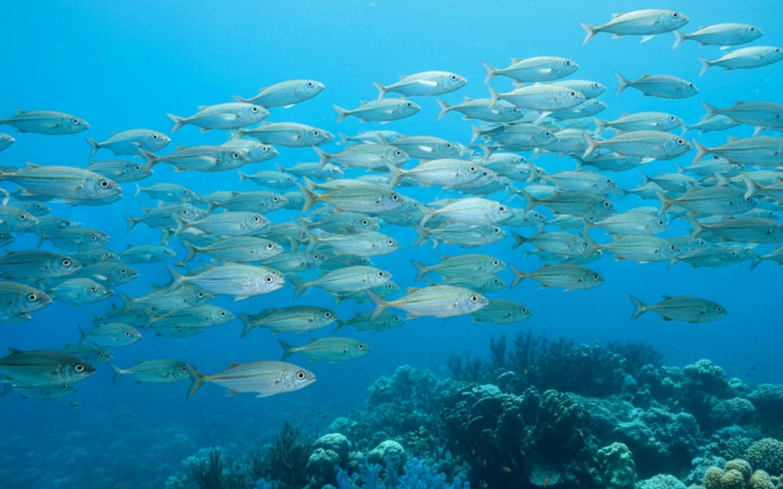 أسماك البحر تقدم هدية صحية: اكتشف أغنى الأنواع بفيتامين "د" لتعزيز المناعة والعظام