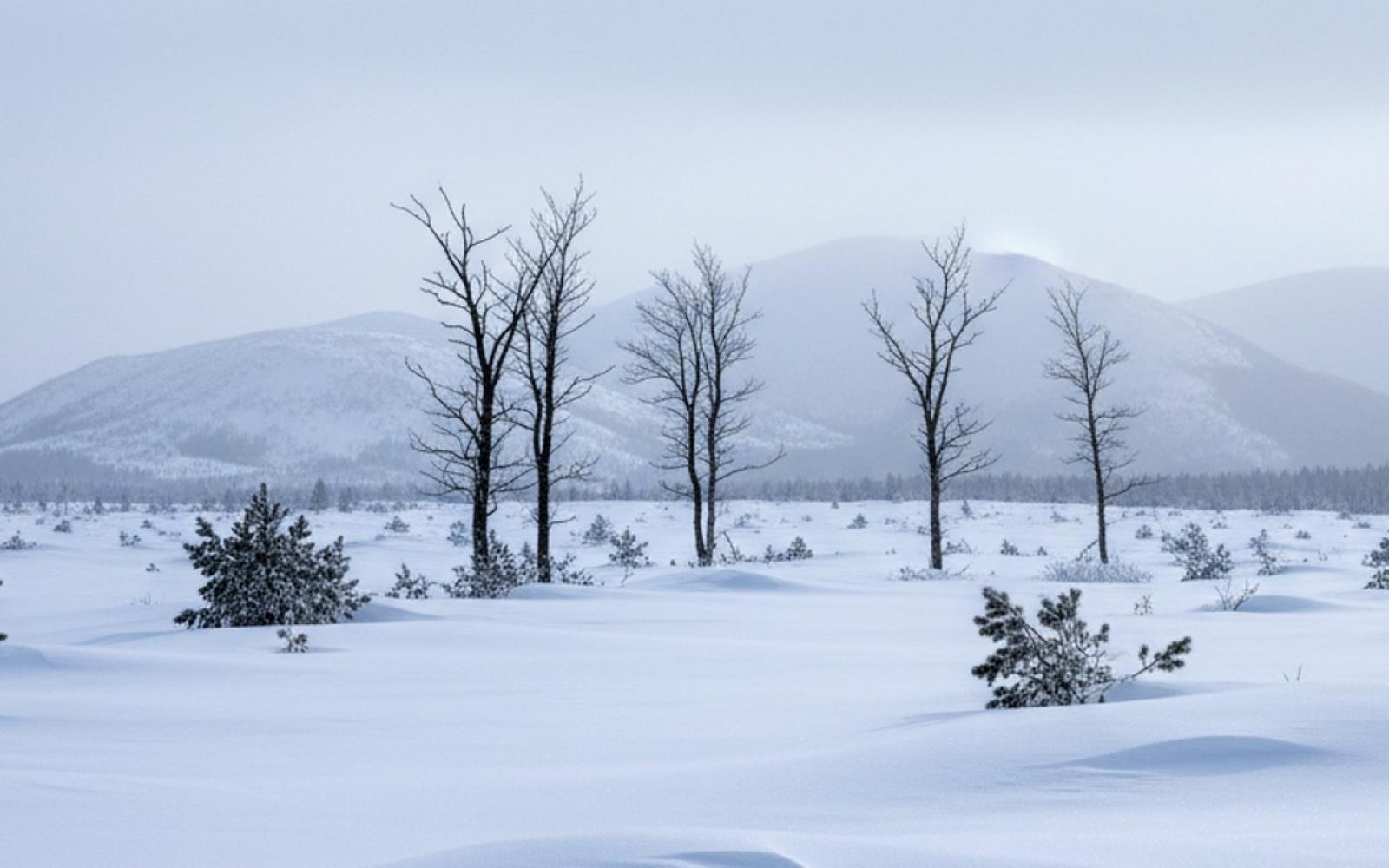 في شتاء الضفة الغربية: نباتات برية تمنح الأمل وتواجه قسوة البطالة والفقر